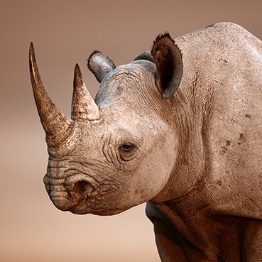 Rhino - The Rhino Ride