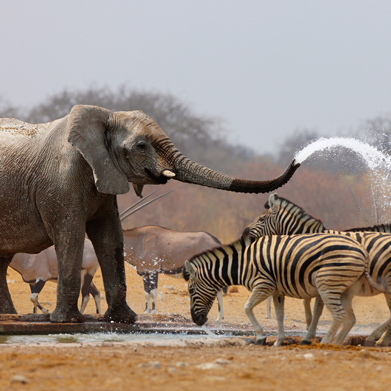 elephant spraying Zebra in Namibia - Cullinan Namibia