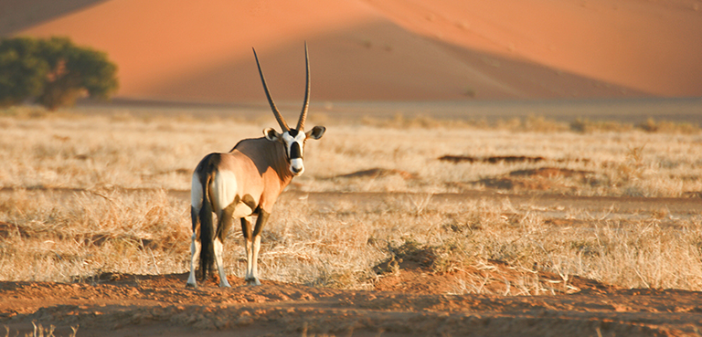 Gemsbok - Namibia Sossusvlei Desert Adventure