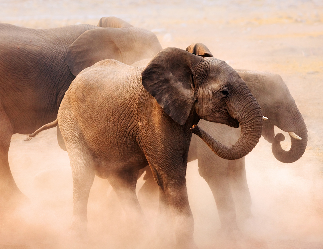 elephants in the dust
