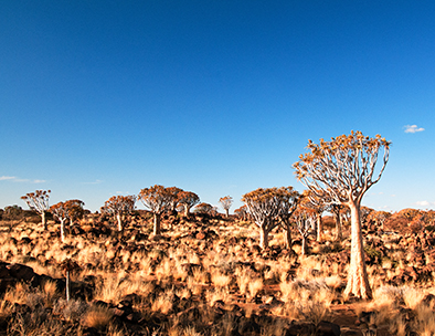Fevertrees are iconic to the Namibian landscape