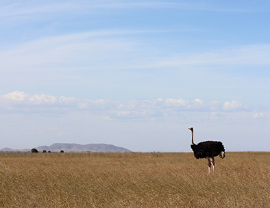 Male ostriches have striking black plumage