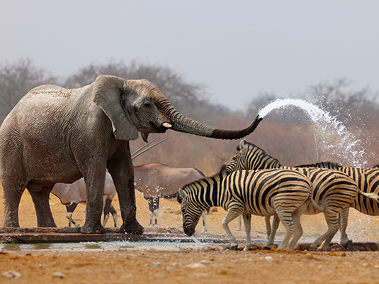 Elephant spraying Zebra with water