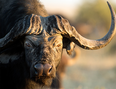 The buffalo is one of Africa's Big 5